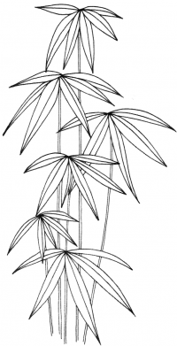 Bamboo 1